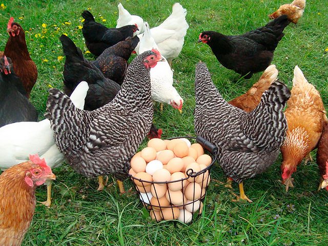 Содержание кур и уход за ними | ЗооТом - продажа, вязка и услуги для животных в Горячем Ключе