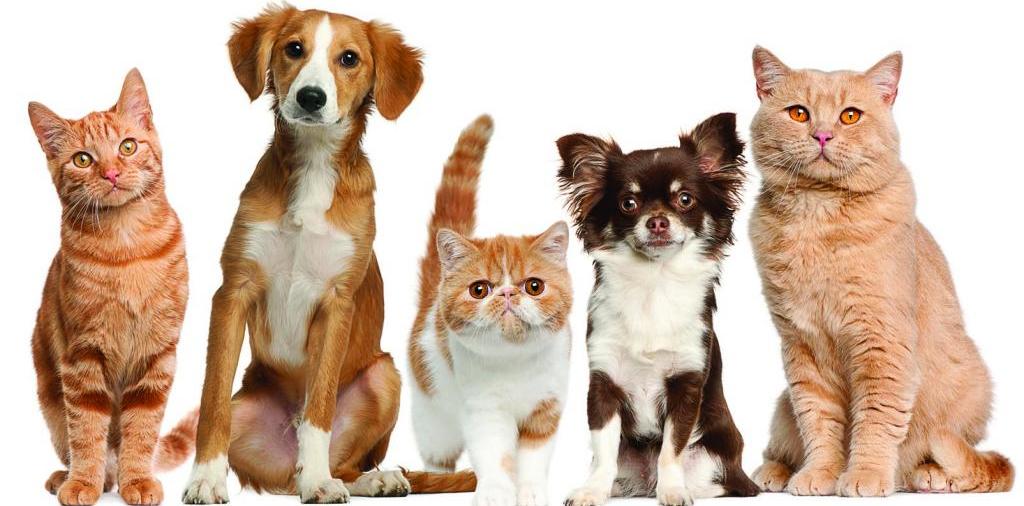 Доска объявлений о животных | ЗооТом - продажа, вязка и услуги для животных в Горячем Ключе