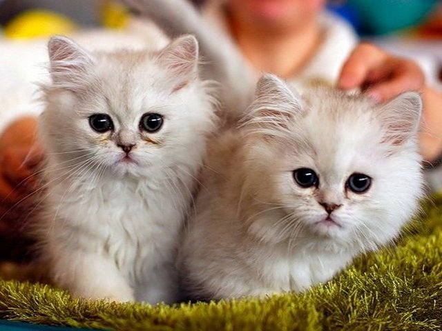 Породы кошек в Горячем Ключе | ЗооТом портал о животных