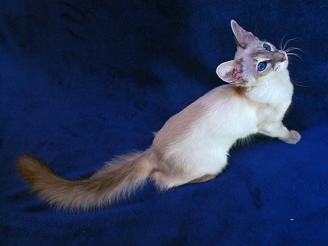 Выведенные породы кошек в Горячем Ключе | ЗооТом портал о животных