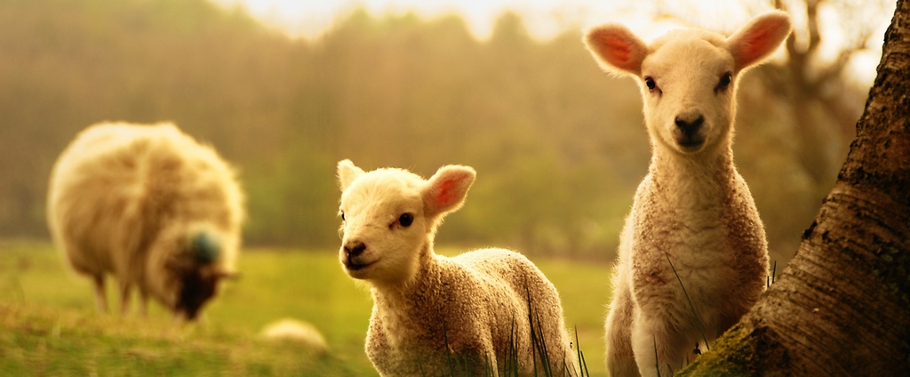 Объявления о сельскохозяйственных животных | ЗооТом - продажа, вязка и услуги для животных в Горячем Ключе
