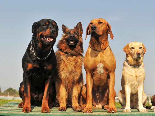 Крупные породы собак в Горячем Ключе | ЗооТом портал о животных