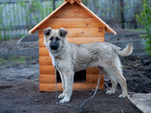 Все о собаках в Горячем Ключе